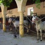 Después de haber disfrutado de un maravilloso lugar de acampada dentro del recinto de las caballerizas reales...