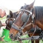 Y por supuesto, las temperaturas suben y hay que dar suficiente agua a los caballos.