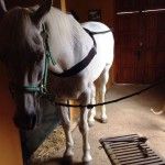 Por desgracia, Paco tendrá que volver a casa para ponerle una nueva herradura a Manguara.